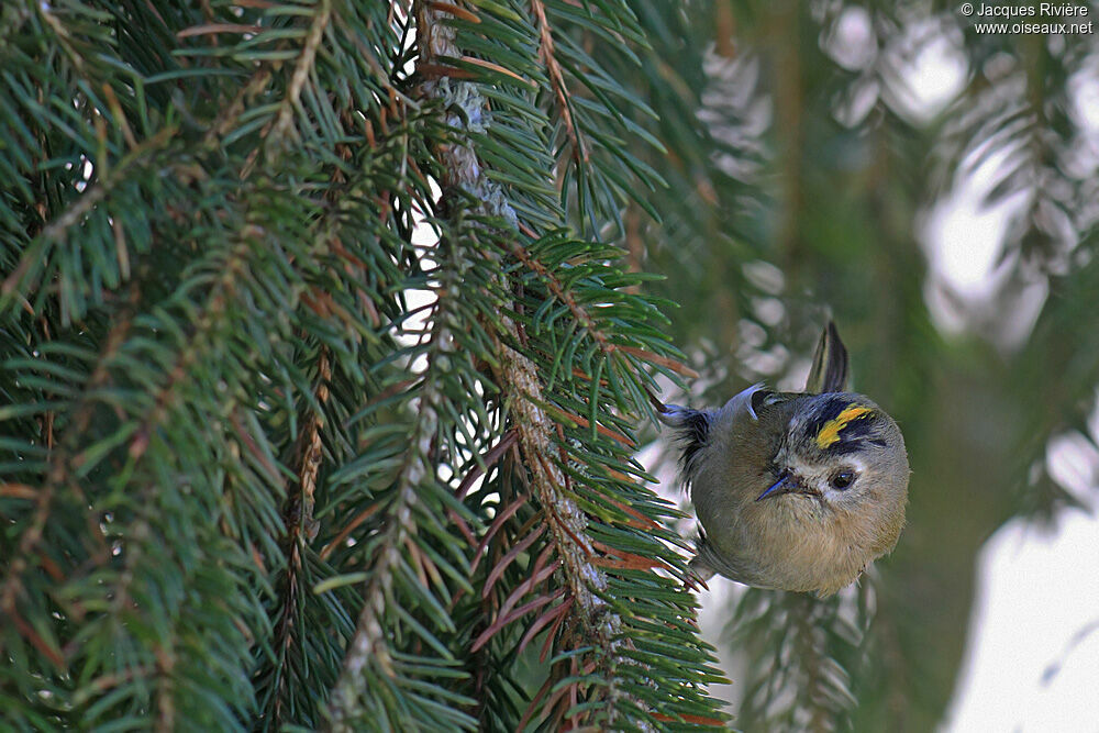 Goldcrest male adult breeding