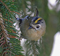 Goldcrest