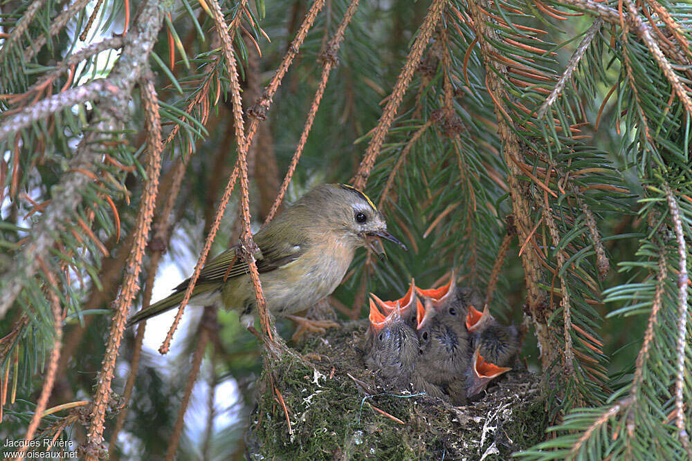 Goldcrest, Reproduction-nesting