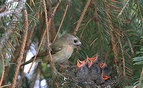 Goldcrest