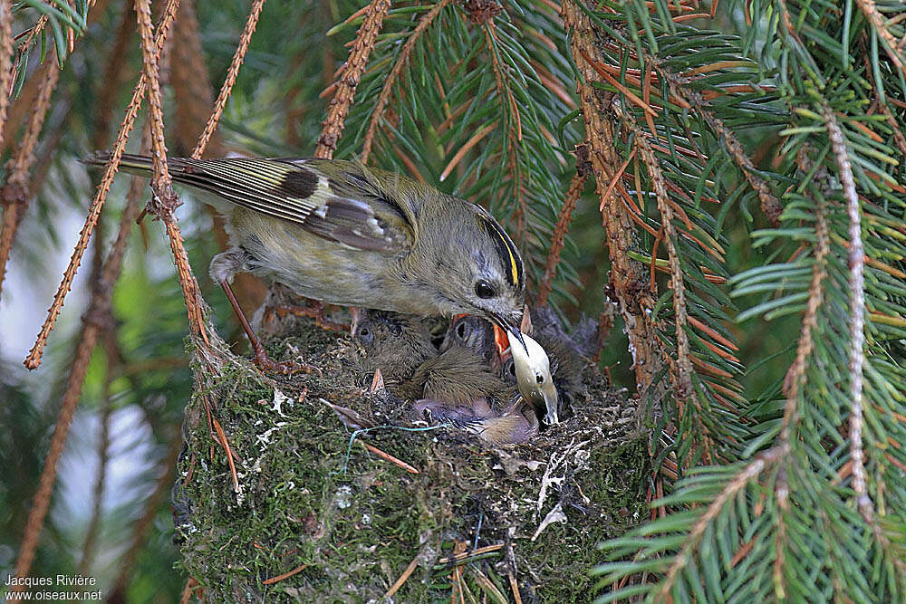 Goldcrest, Reproduction-nesting