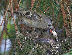 Goldcrest