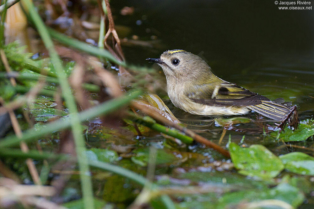 Goldcrestadult breeding, Behaviour