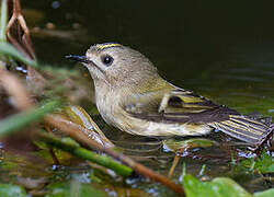 Goldcrest