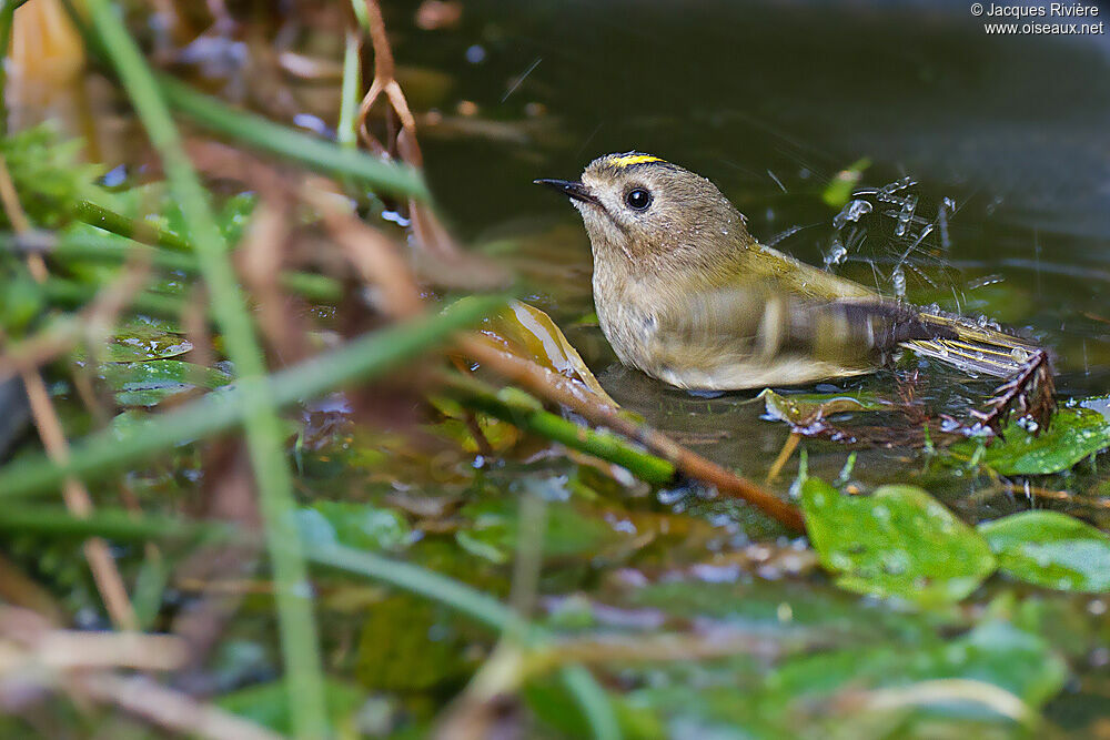 Goldcrestadult breeding, Behaviour