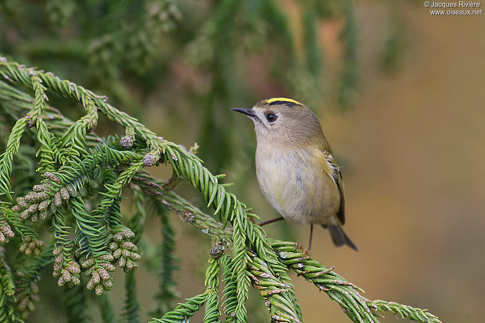 Goldcrest