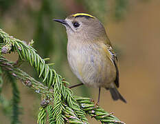 Goldcrest