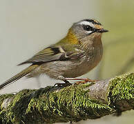 Common Firecrest