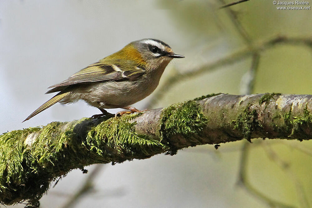 Common Firecrestadult breeding