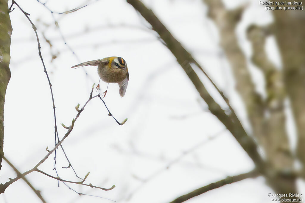 Common Firecrest