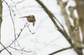 Common Firecrest