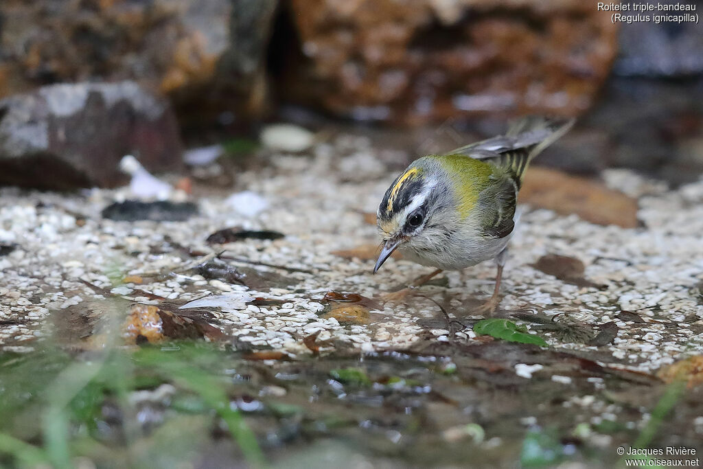 Common Firecrest male adult breeding, identification