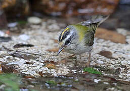 Common Firecrest