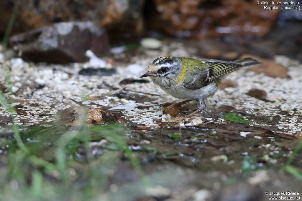 Common Firecrest male adult breeding, identification