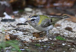 Common Firecrest