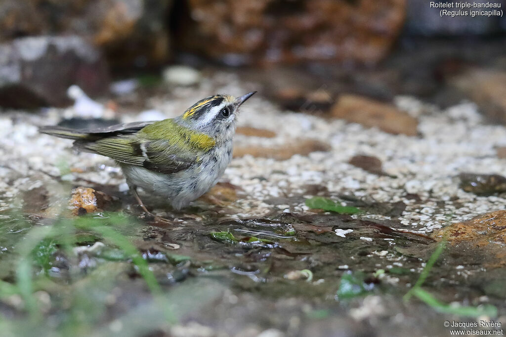 Common Firecrest male adult breeding, identification