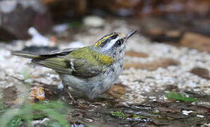 Common Firecrest