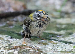 Common Firecrest