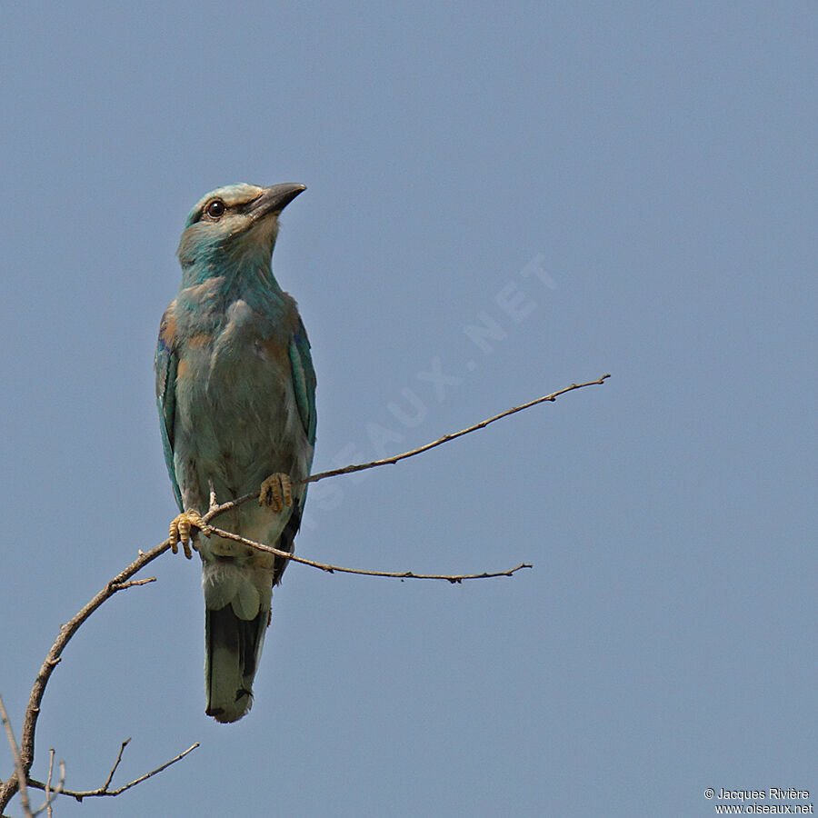 European Rolleradult breeding