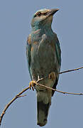 European Roller