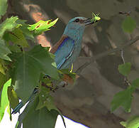 European Roller