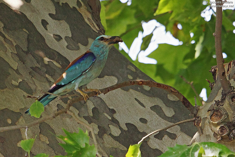 European Rolleradult breeding, Reproduction-nesting