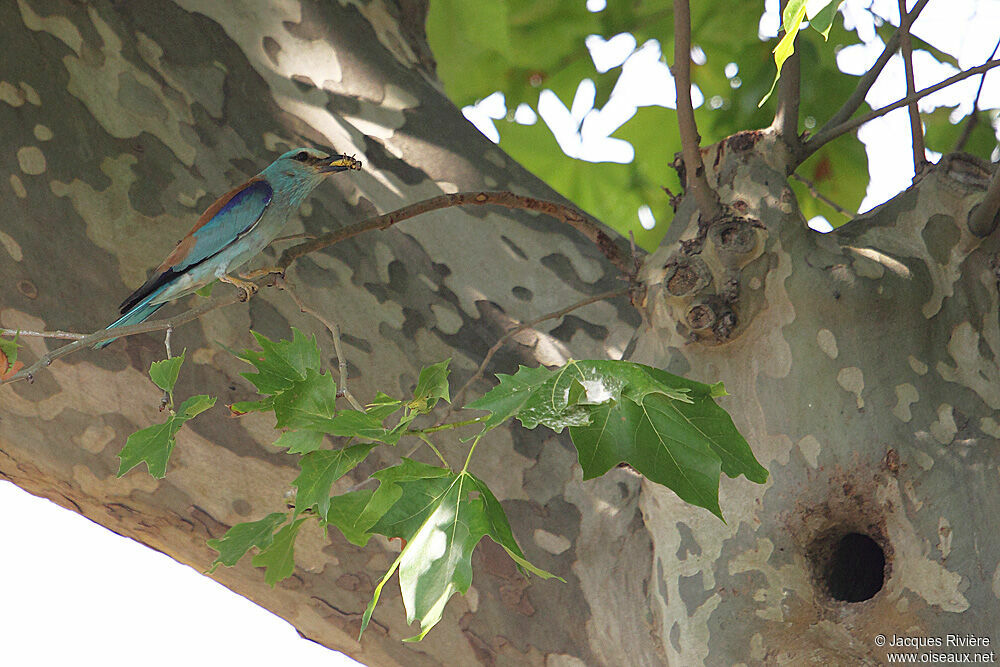 European Rolleradult breeding, Reproduction-nesting