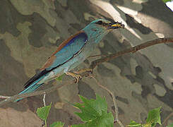 European Roller