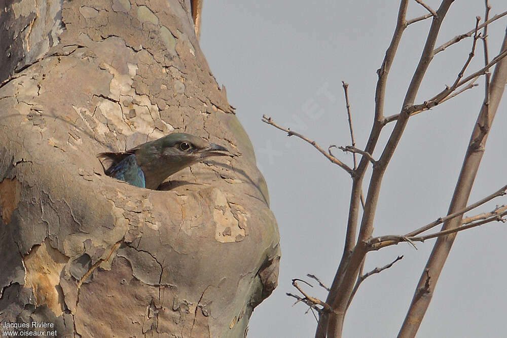 European Rollerjuvenile, Reproduction-nesting