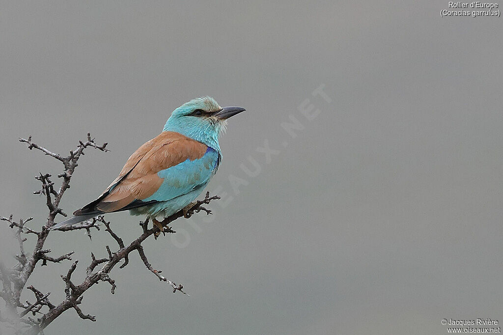 European Rolleradult breeding, identification