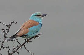 European Roller