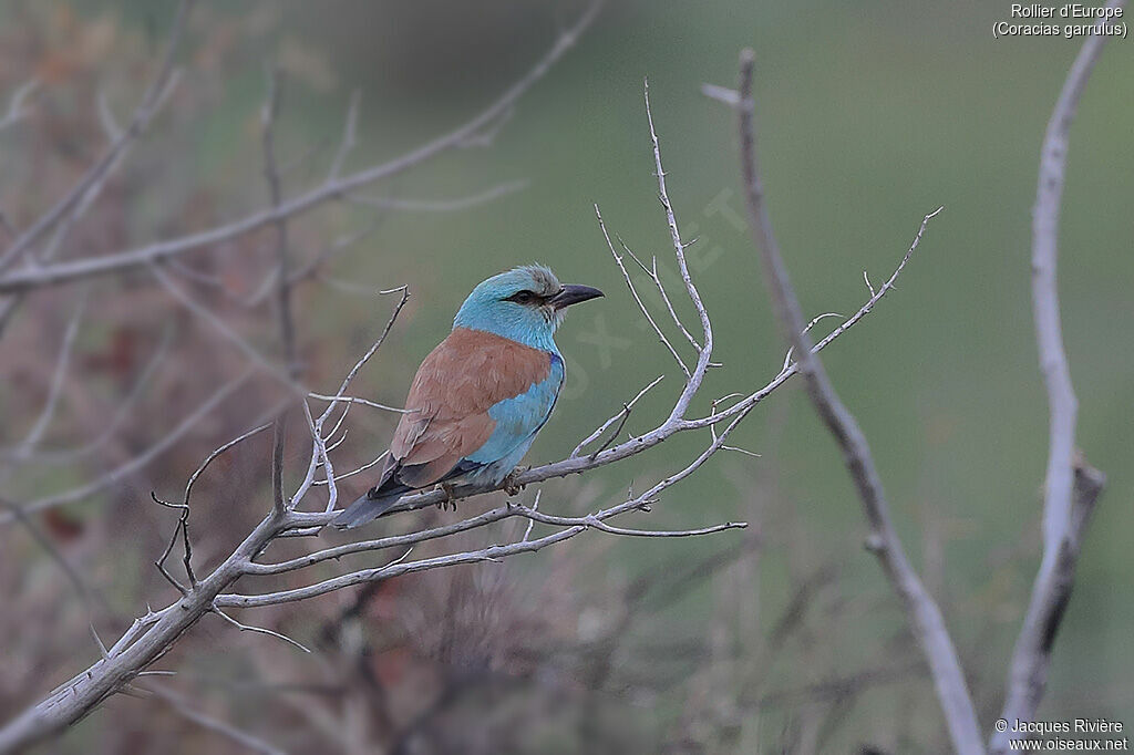 European Rolleradult breeding, identification