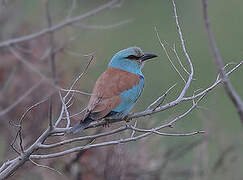 European Roller