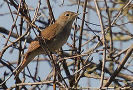 Common Nightingale