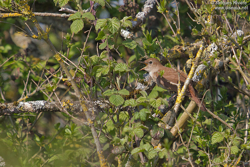 Common Nightingale male adult breeding, song