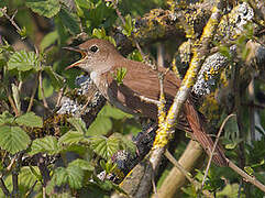 Common Nightingale