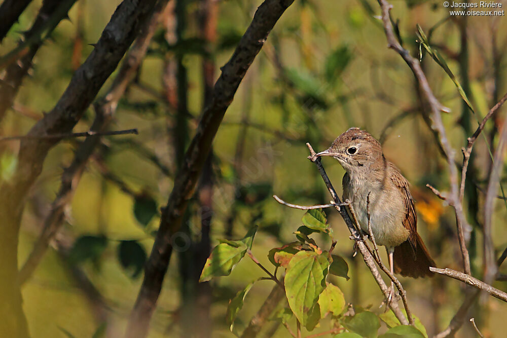 Common Nightingaleimmature