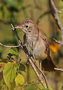 Common Nightingale