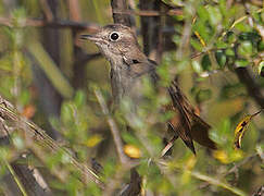 Common Nightingale