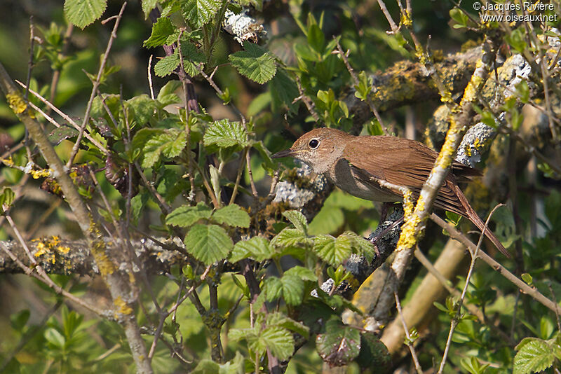 Common Nightingale male
