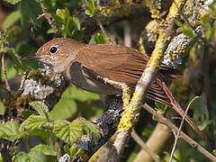 Common Nightingale