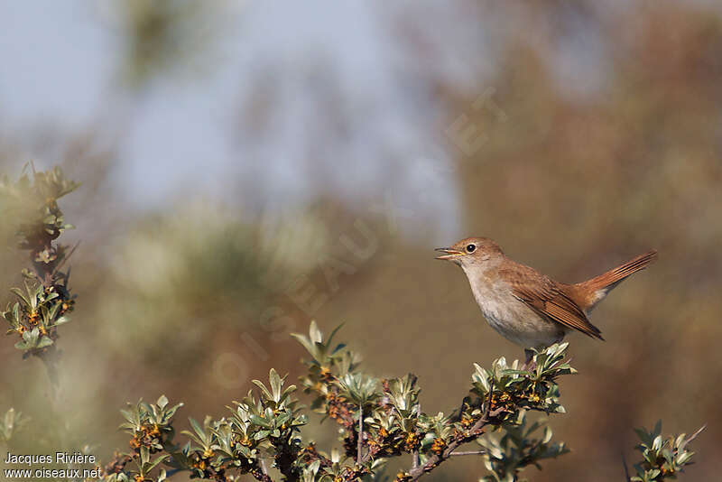 Common Nightingale male adult, pigmentation, song, Behaviour