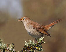 Common Nightingale