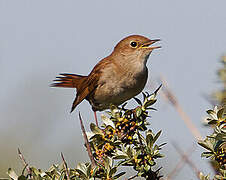 Common Nightingale