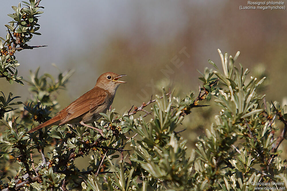 Common Nightingale male adult breeding, identification, song