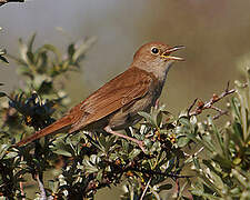 Common Nightingale