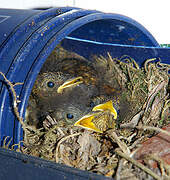 European Robin