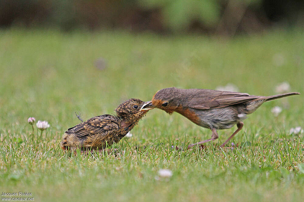 European Robin, Reproduction-nesting