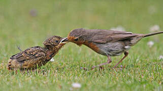 European Robin