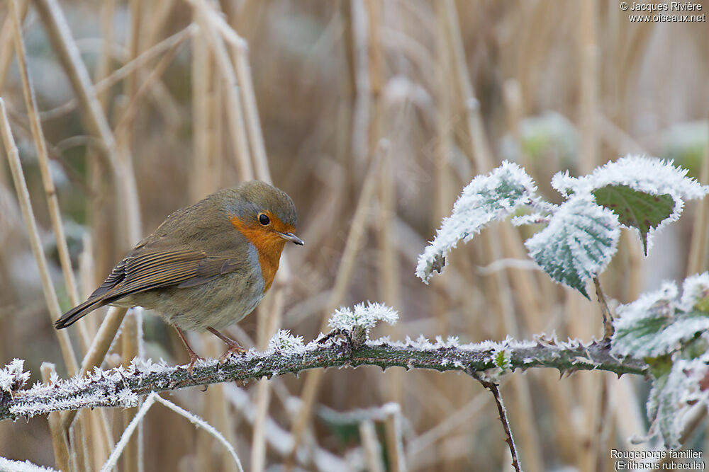 European Robinadult, identification, close-up portrait